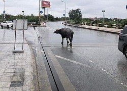 Trâu bất ngờ xuất hiện ở tầng 2 sân bay Nội Bài