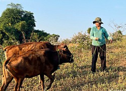 Chủ tịch Lào Cai, Điện Biên chỉ đạo làm rõ hồ sơ giả đơn vị cấp bò cho hộ nghèo