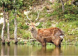 Xuân về nơi Safari Hồng Liêm