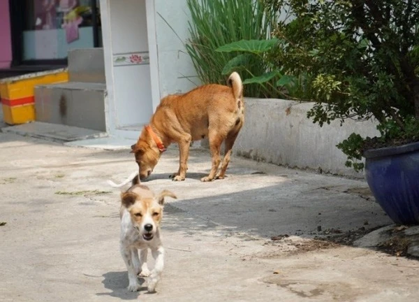 Bình Thuận ghi nhận thêm một trường hợp tử vong do bệnh dại