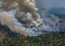 Người dân Brazil phải đeo lại khẩu trang vì khói mù do cháy rừng bao phủ