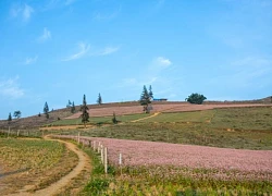 Phát hiện thêm một "Thụy Sỹ thu nhỏ" cách Hà Nội chỉ 400km: Mê mẩn cảnh thảo nguyên xanh bạt ngàn hoa cỏ, du khách đi chẳng muốn về