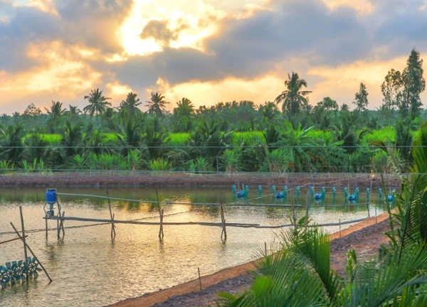 Cù Lao Dung - Vùng đất xanh, cuộc sống tươi đẹp.