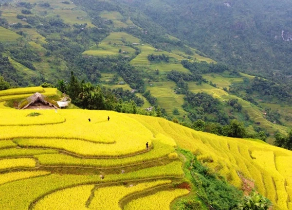 Mê đắm 'thu vàng' trên những thửa ruộng bậc thang ở Xà Phìn, tỉnh Hà Giang