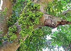 Nên trồng cây sung ở đâu?