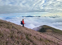 Lạc vào chốn bồng lai tiên cảnh Tà Chì Nhù, ngắm hoa chi pâu nở tím núi rừng