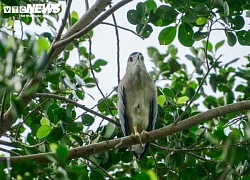 Khám phá 'đảo cò' giữa lòng hồ Trúc Bạch