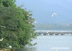 Mãn nhãn trước cảnh tượng chim bay rợp trời ở Tam Chúc