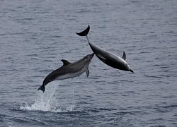 Quần đảo Azores trở thành khu bảo tồn biển lớn nhất ở Bắc Đại Tây Dương