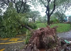 Bão Trà Mi làm hàng chục nhà ở Đà Nẵng tốc mái, hơn 900 cây xanh ngã đổ