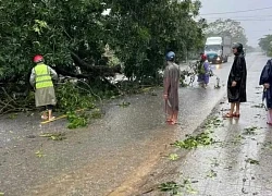 Quảng Bình mưa trắng trời khiến nước dâng cao, nhiều cây xanh bật gốc