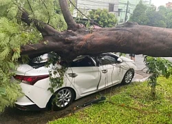 TP.HCM: Cây phượng trong sân trường bật gốc đè bẹp ô tô 5 chỗ