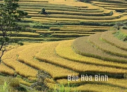 Những 'bậc thang vàng' ở Miền Đồi