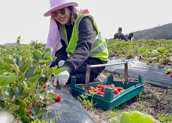 Cô gái TPHCM kể chuyện hái dâu kiếm gần nửa triệu đồng mỗi giờ ở Australia