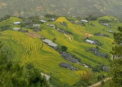 Hoàng Su Phì mùa lúa chín gọi mời: Tham khảo ngay lịch trình đi Hà Giang 3N4Đ