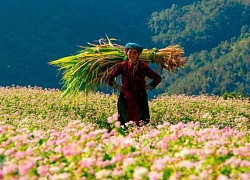 Lũng Cú vào mùa hoa Tam giác mạch