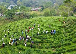 Mê mẩn trước những đồi chè xanh mướt ở 'thủ phủ' trà Thái Nguyên