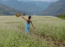 Ngắm thảo nguyên Suôi Thầu đẹp như tranh vào mùa tam giác mạch