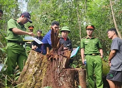 Nhân viên bảo vệ rừng cầm đầu nhóm "lâm tặc" khai thác gỗ quý