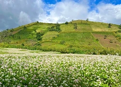 Gia Lai: Rực rỡ sắc vàng mùa hoa Dã Quỳ