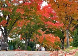 Ngắm mùa Thu lá đỏ tại Vancouver