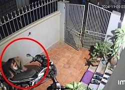 Camera ghi lại cụ ông Hà Nội lọ mọ dắt xe lúc 3h sáng cho cháu gái gây sốt