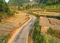 Ngỡ ngàng vẻ đẹp miền sơn cước với mùa hoa tam giác mạch ở Hà Giang