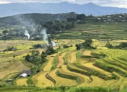 Tả Lèng mùa vàng: Bức tranh thiên nhiên hòa quyện nét đẹp lao động người Mông