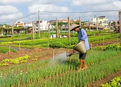 Ghé thăm Làng rau Trà Quế - Làng Du lịch tốt nhất năm 2024