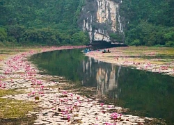 Mùa hoa súng nở rộ tạo nên cảnh đẹp như tranh ở Tam Cốc