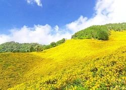 'Biển người' săn mây và hoa dã quỳ ở Vườn Quốc gia Ba Vì