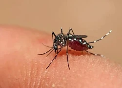 Phòng ngừa biến chứng nguy hiểm của sốt xuất huyết Dengue