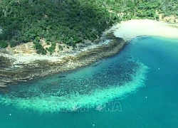 Rạn san hô Great Barrier đối mặt với tình trạng san hô chết hàng loạt tệ nhất trong lịch sử