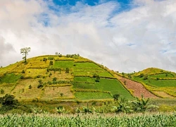 Trên đỉnh núi hoa vàng