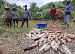 Xác minh việc cá chết hàng loạt nghi bị đầu độc thuốc trừ sâu