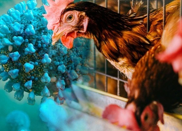 Giới khoa học lo ngại ca H5N1 có dấu hiệu thích nghi với người