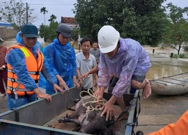 Nhiều nhà dân ở Quảng Ngãi chìm trong biển nước, miền núi sạt lở