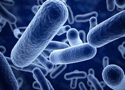 Mỹ: Thu hồi hàng chục tấn sản phẩm thịt và gia cầm do nguy cơ nhiễm khuẩn listeria