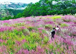 Lạc lối trên những đồi cỏ hồng ở Đà Lạt