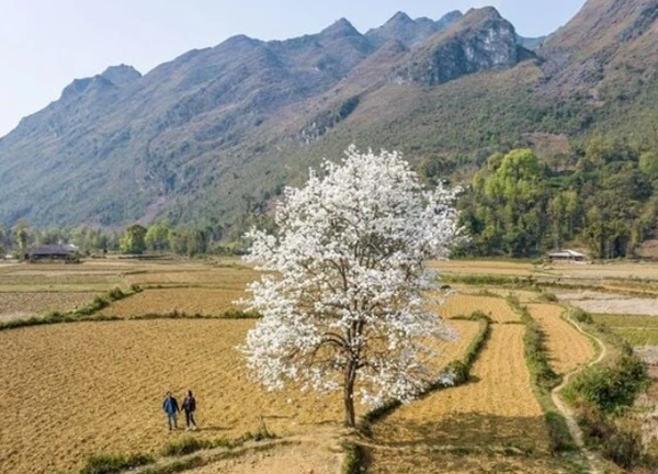 Mê hoặc vẻ đẹp của thung lũng Xuân Trường mỗi mùa hoa lê nở