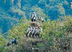 Vườn chim được bình chọn vào 'Top 7 Ấn tượng Việt Nam' ở Ninh Bình