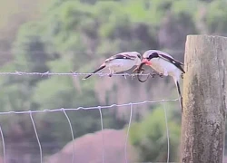 Loài chim chuyên bắt mồi 'làm thịt xiên'