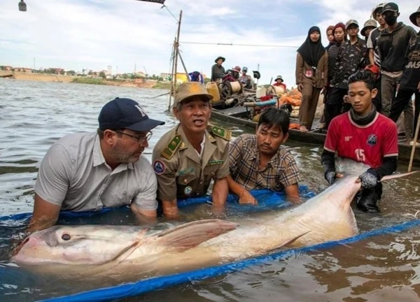 Cá trê quý hiếm nặng hơn 130 kg tái xuất trên sông Mekong