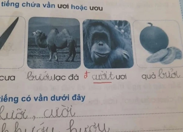 Làm bài tập nhìn hình điền từ, học sinh lớp 1 khiến dân mạng cười ra nước mắt: "Vạn vật đều thua trí tưởng tượng của các em"