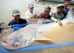 Ngư dân bắt được cá trê quý nặng hơn 130kg trên sông Mekong