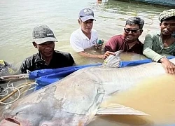 Phát hiện 6 con cá tra khổng lồ sắp tuyệt chủng trên sông Mekong