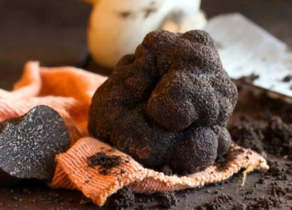 Phát hiện nấm Truffle khổng lồ ở Trung Quốc