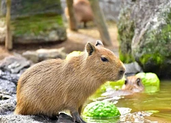 Đến Nhật Bản xem capybara tắm nước nóng