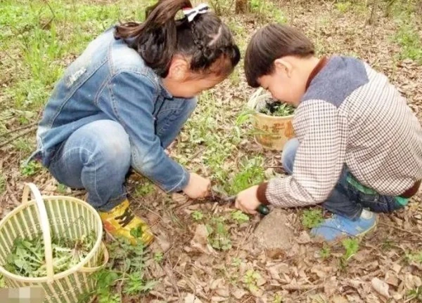 Rau "cứu đói" ở quê, lên phố thành báu vật "hái ra tiền"