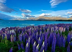 Ngắm hoa lupin khoe sắc bên hồ Tekapo, New Zealand